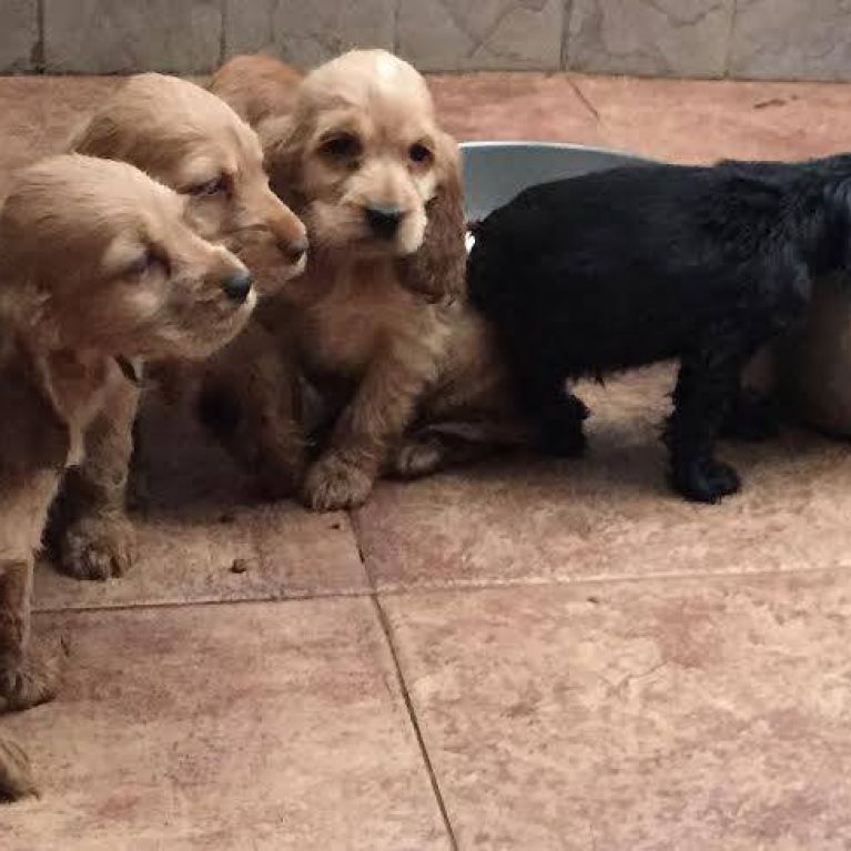 Cuccioli neri e marroni