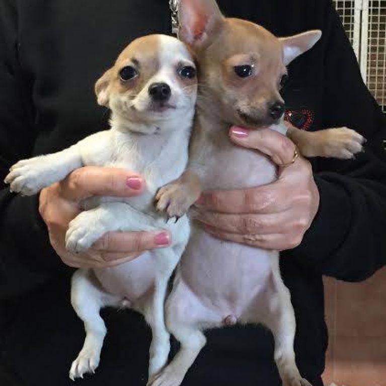 Cuccioli con pedigree