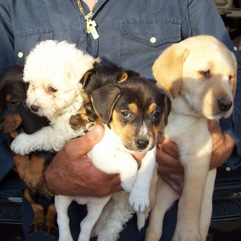 Allevamento cani Borgo San Martino Cerveteri Costantini