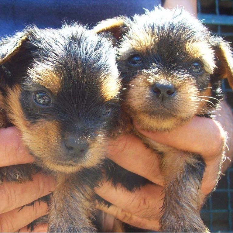 Cuccioli maschi e femmine